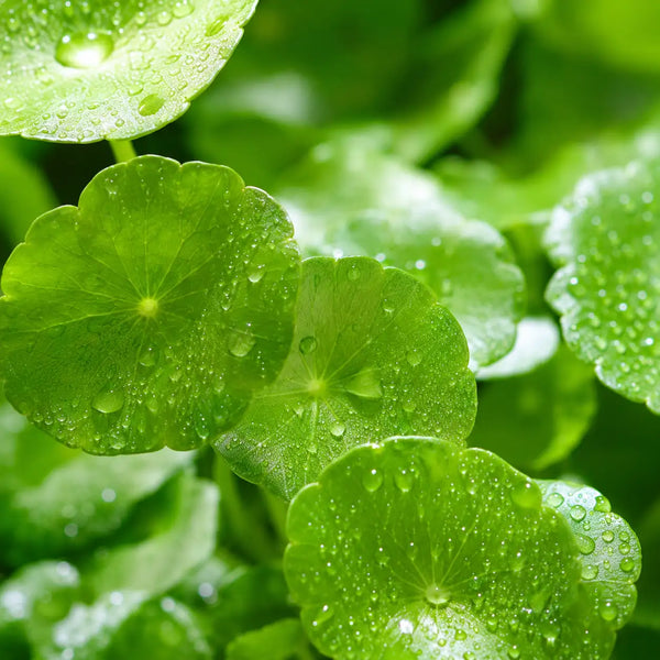 Centella Asiática
